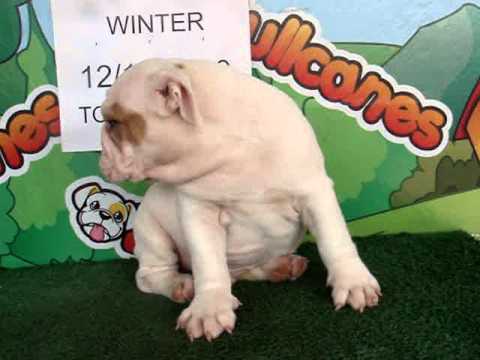 English bulldog For Sale - Winter - http://www.bullcanes.net - ceo@bullcanes.net puppy paradise
