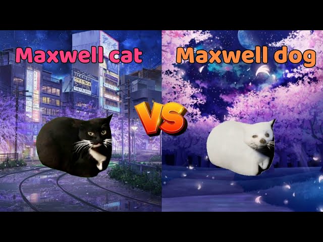 Maxwell the Cat Vs Beluga the cat 