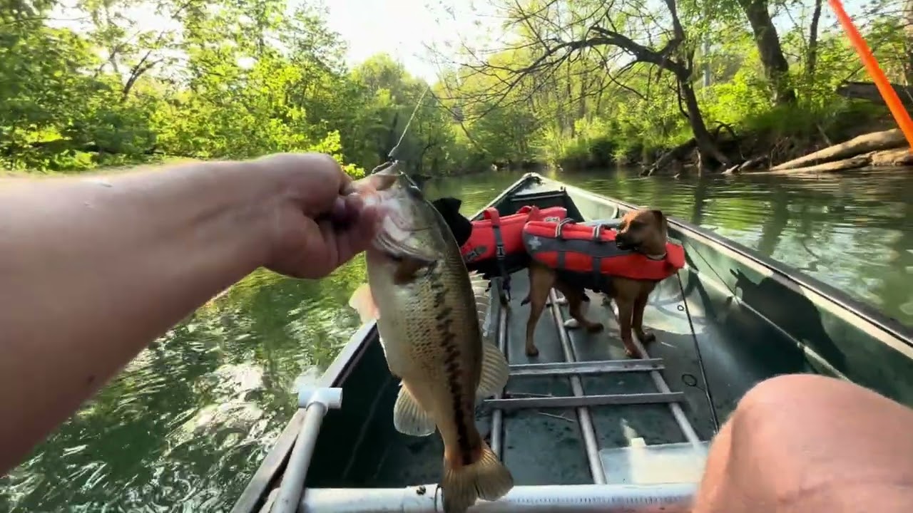 Spring river bass fishing