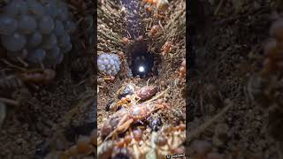 POV: You’re an Ant Inside Its Colony 🐜