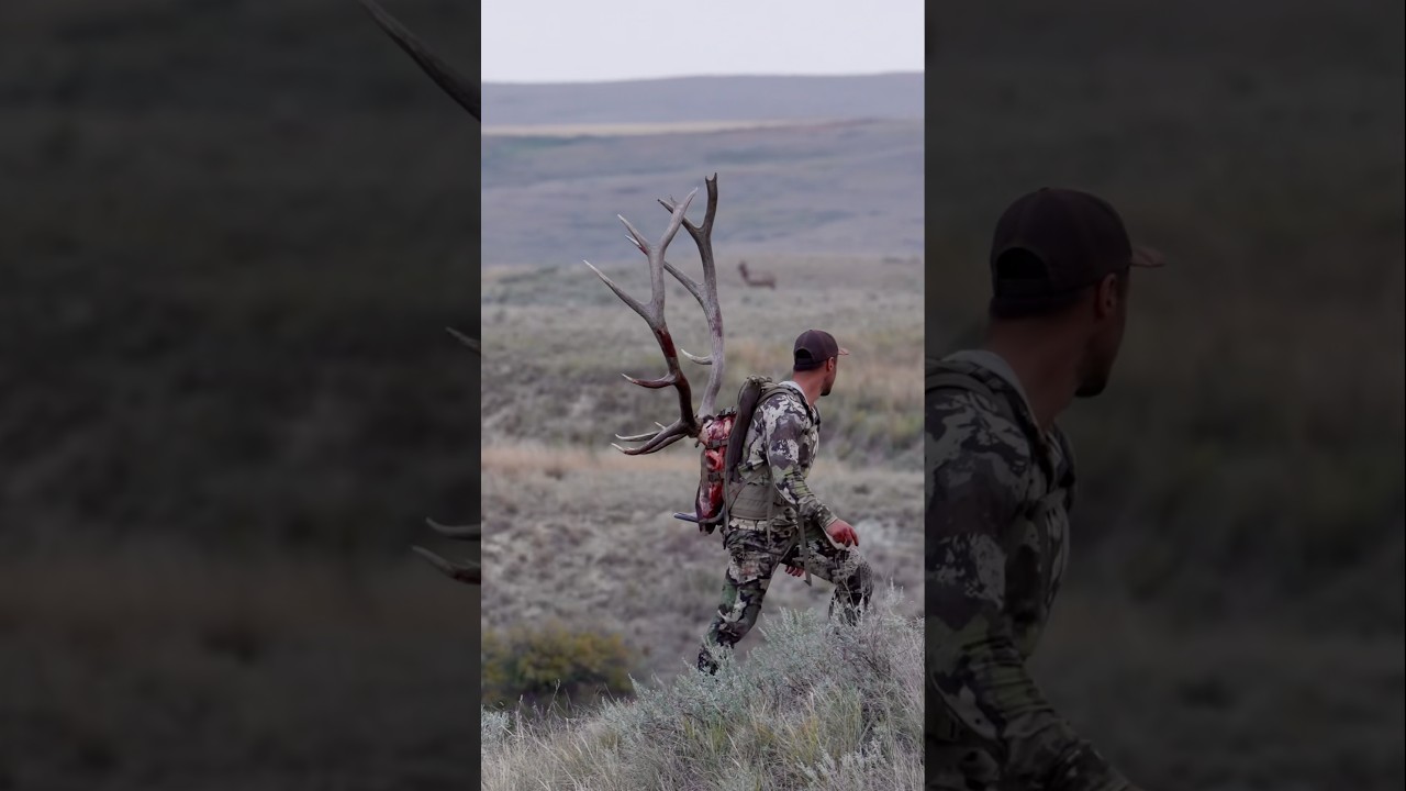 I Shot An ELK With My Bow & Packed It Out! (Meat & Antlers)