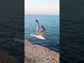 Ciudad de Cádiz la más bonita del mundo #Cadiz