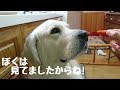 お父さんのつまみ食いを見逃さなかった英国ゴールデンレトリバーギンちゃん(2歳)