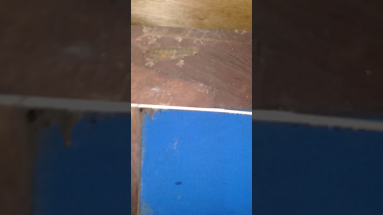 Harga Cicak Ekor Bercabang / Tokek Besar Ekor Bercabang 2 Sangat Jinak Dan Makan Rakus