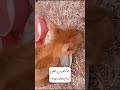 بخاطر اینکه فک م شکسته بود نمیتونستم خوب غذا بخورم