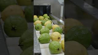 How Fresh Guava Juice Is Made in a Modern Factory | Complete Process
