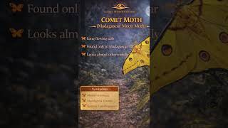 It flies in silence…under the light of the moon. 🦋 #cometmoth #butterfly #moonmoth #nature #wildlife