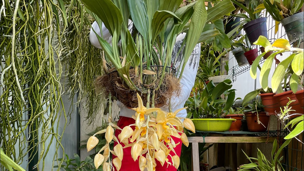 Así cultivo mis orquídeas torito (Stanhopea) ￼