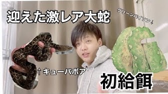 キューバボア Youtube
