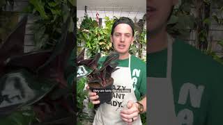 Geogenanthus Ciliatus Care Guide