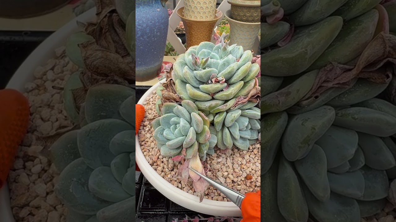 Executive Succulent Care Plan 🌿 Upgrade Your Home with High-Value Indoor Plants