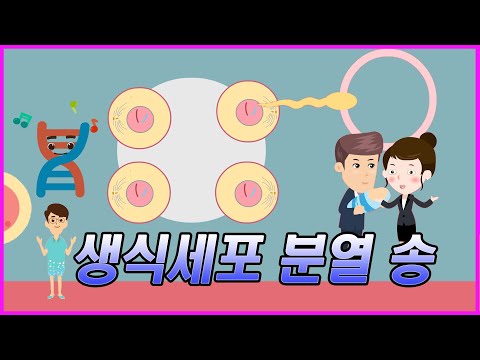 세대를 거듭해도 <strong>염색체</strong> 수는 왜 일정할까?  | 생식세포 분열송 | 과학송