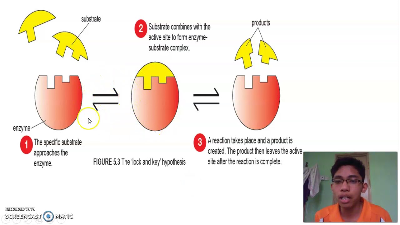 5.2.6 Lock and Key Hypothesis (Biology form 4 KSSM) Enzyme