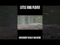 Little Ring Plover