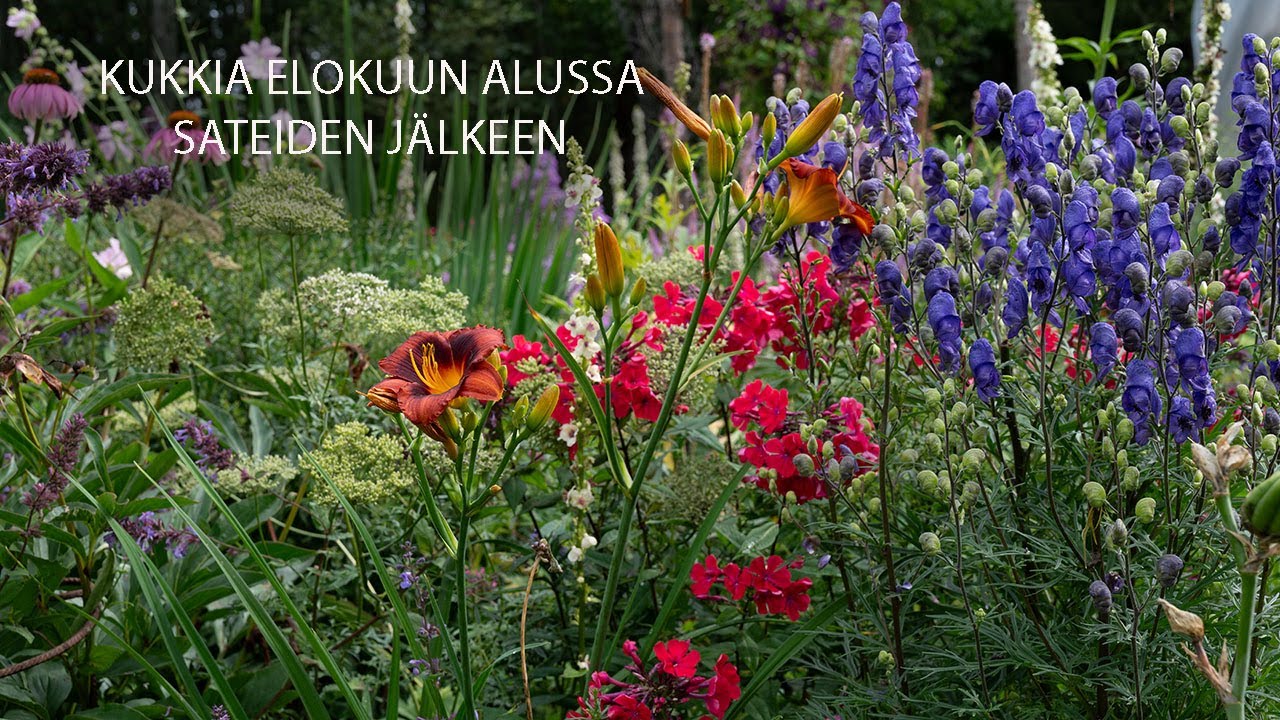 Kukkia elokuun alussa sateiden jälkeen 3 8 2023