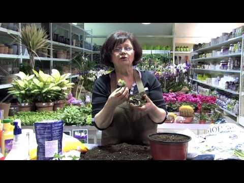 Video: Geranijų sėklų daiginimas – kaip ir kada sėti pelargonijų sėklas