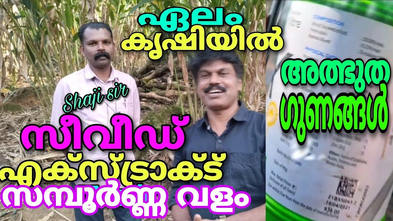 ഏലം കൃഷിയിൽ  സീവീഡ് എക്സ്ട്രാക്ട് 