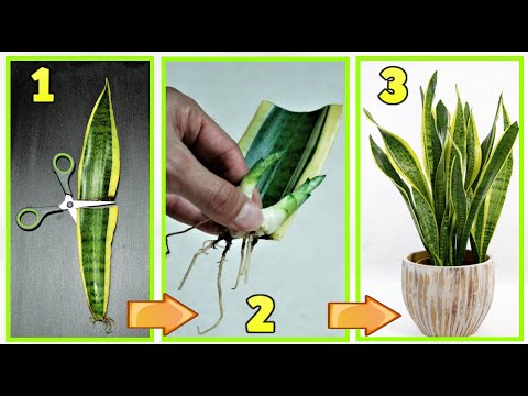 Video: Sansevieria: Come Propagare Una Coda Di Luccio Con Una Foglia