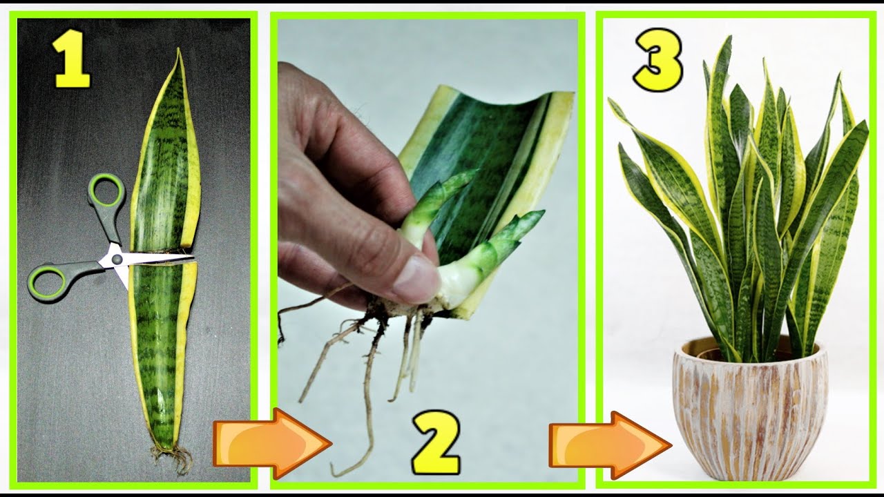 Змеиное растение, невероятная техника, чтобы бесконечно размножать его бесплатно, snake plant