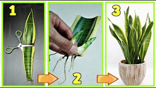 snake plant, incredible technique to multiply it endlessly for free