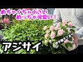 ◆ミニミニ紫陽花見つけました！【アジサイ】