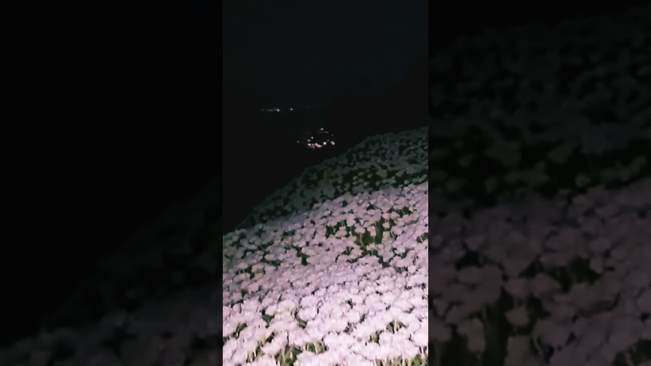 Who Lights Up the Night? 🌙 | Soft Rain Sounds & Soothing Nature