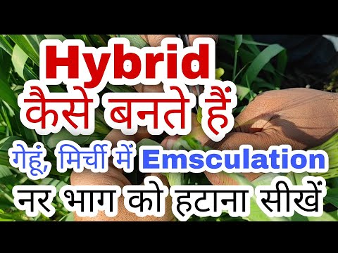 गेहूं, मिर्ची में Hybrid कैसे बनते हैं|