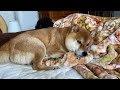 柴犬、腹の調子が悪い日。