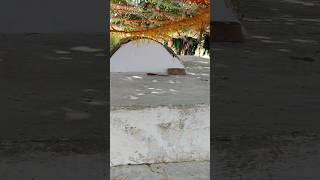 Baba Ki Karamati Mazar Ko Share Zaroor Karen