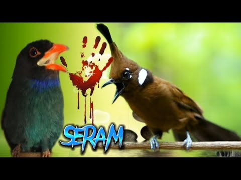 masteran tengkek buto vs cililin gacor