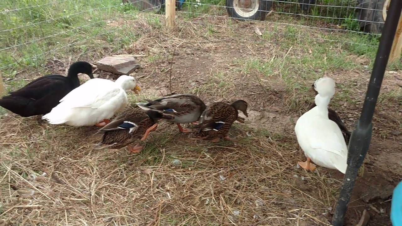 Duck pen tour! #1