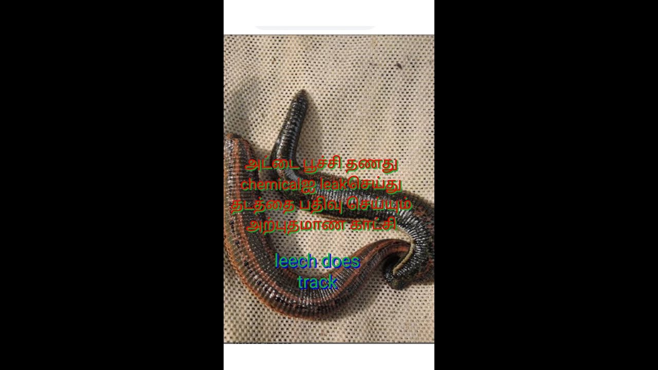 Attai poochi (leech)drop the chemical And his track(leech drop the ...