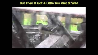 Grey Wagtails - Dance In The Rain