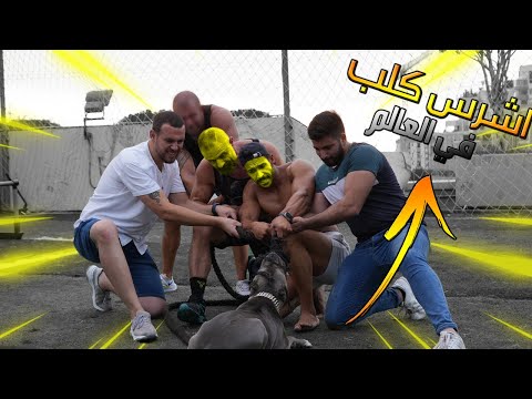 اربع رجال ضد اقوى كلب في العالم 