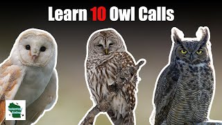 Learn 10 Common Owl Calls (Eastern United States)
