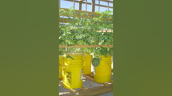 Rockmelon and honeydew trials in the top end năm 2024