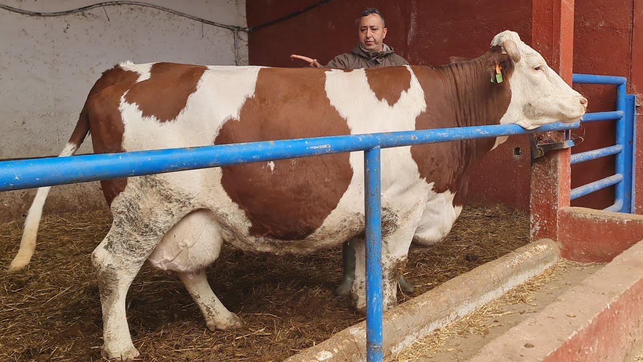 حمقوني هاد 5بقرات ملكيات كايحلبو فوق 40لتر للبيع 2026/2/13