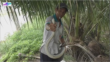 Thăm bẫy rắn bác Tám bắt được con rắn khủng - Snake trap