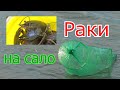 Рыбалка. Октябрь. Ловля раков на сало осенью . My fishing