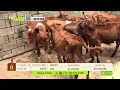 Tu vitrina ganadera- TvAgro por Juan Gonzalo Angel