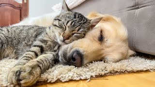 Amazing Love Between Cute Cat and Golden Retriever [Cuteness Overload]