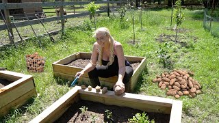 How to Grow a Lifetime Supply of Potatoes 🥔 For Free! by Diggin Britt 38,391 views 3 years ago 5 minutes, 20 seconds