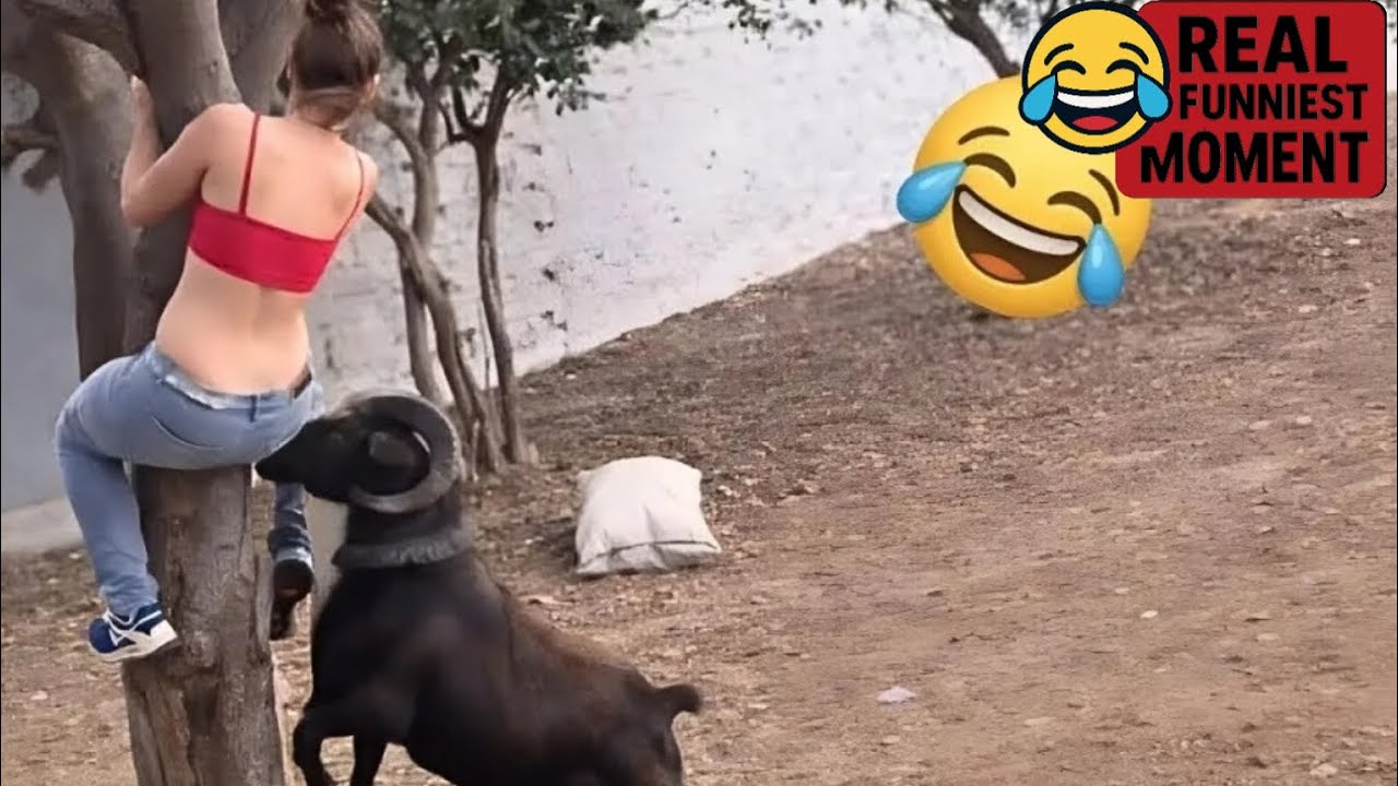 The Funniest Moments Ever 😂 | Try Not To Laugh! - YouTube