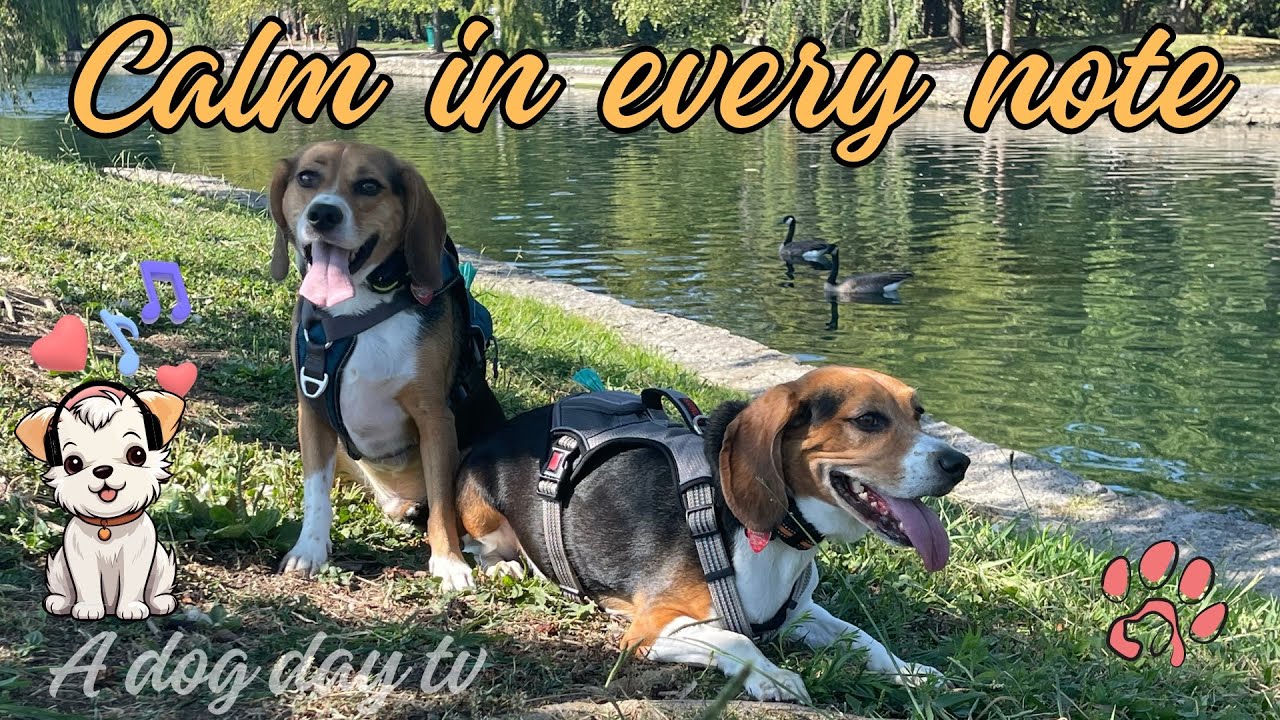 Lo-fi Relaxing music for dogs/ calm and stress-free