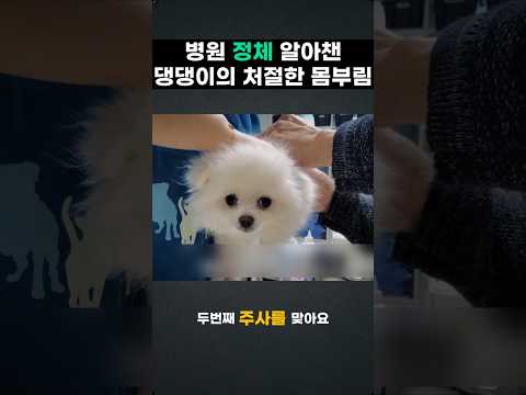 <strong>병원</strong> 정체 알아챈 댕댕이의 처절한 몸부림!!