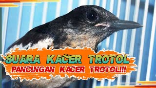 PANCINGAN KACER TROTOL|kicau mania