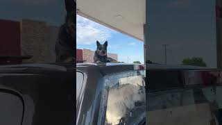 Blue heeler wants to lay on top of the truck while stopped at a gas station!