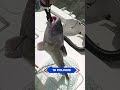 Hunting blue catfish on the James River #fishing #bluecatfish #virginia