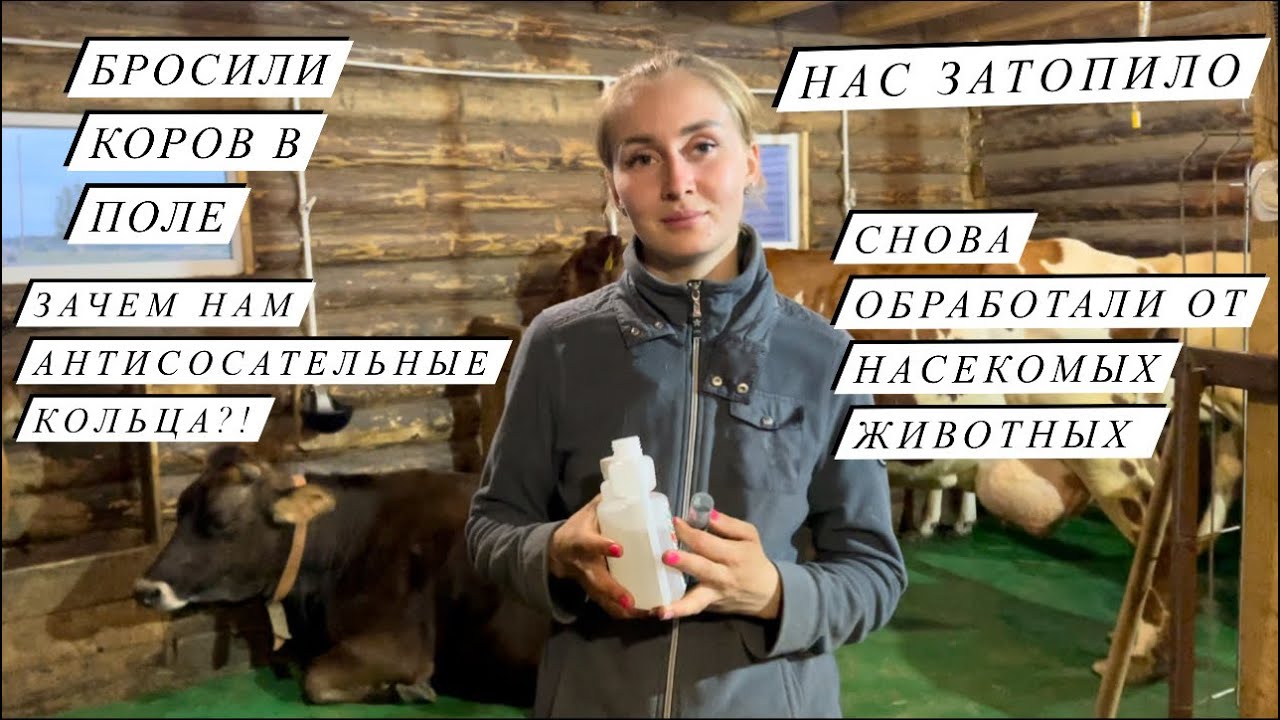Молодая ферма дзен последнее