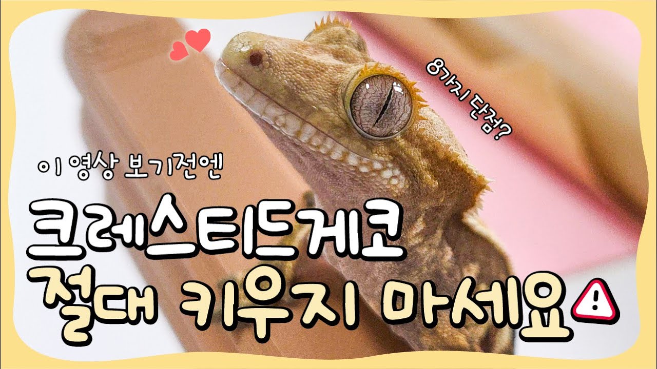 이 영상 보기전에는 크레스티드게코 절대 입양하지 마세요! (크레 단점 8가지)